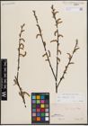 Foto von Salix eleagnos Scop.